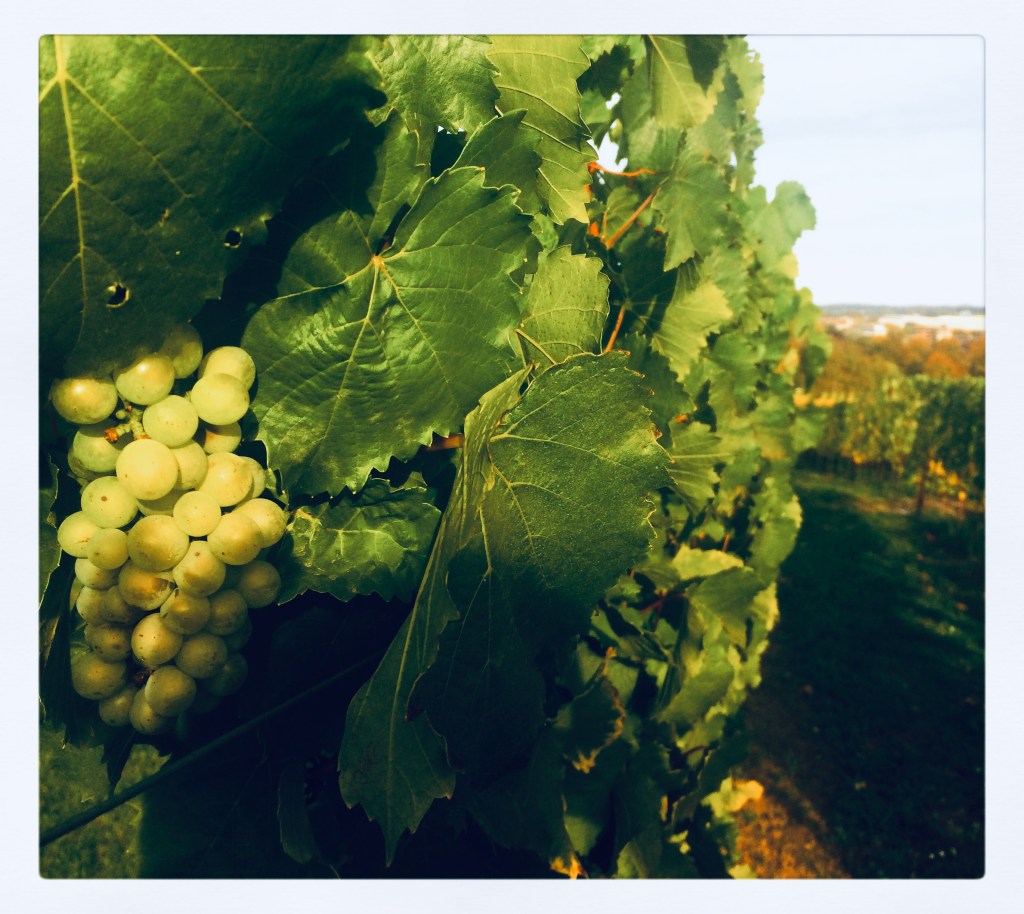 Van Mergel naar Bubbels: Het verhaal achter Pieter&nbsp;Brut