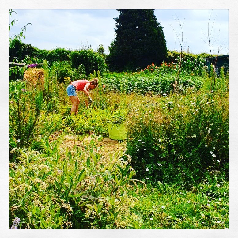 Deel 2: Moestuinieren voor&nbsp;Beginners