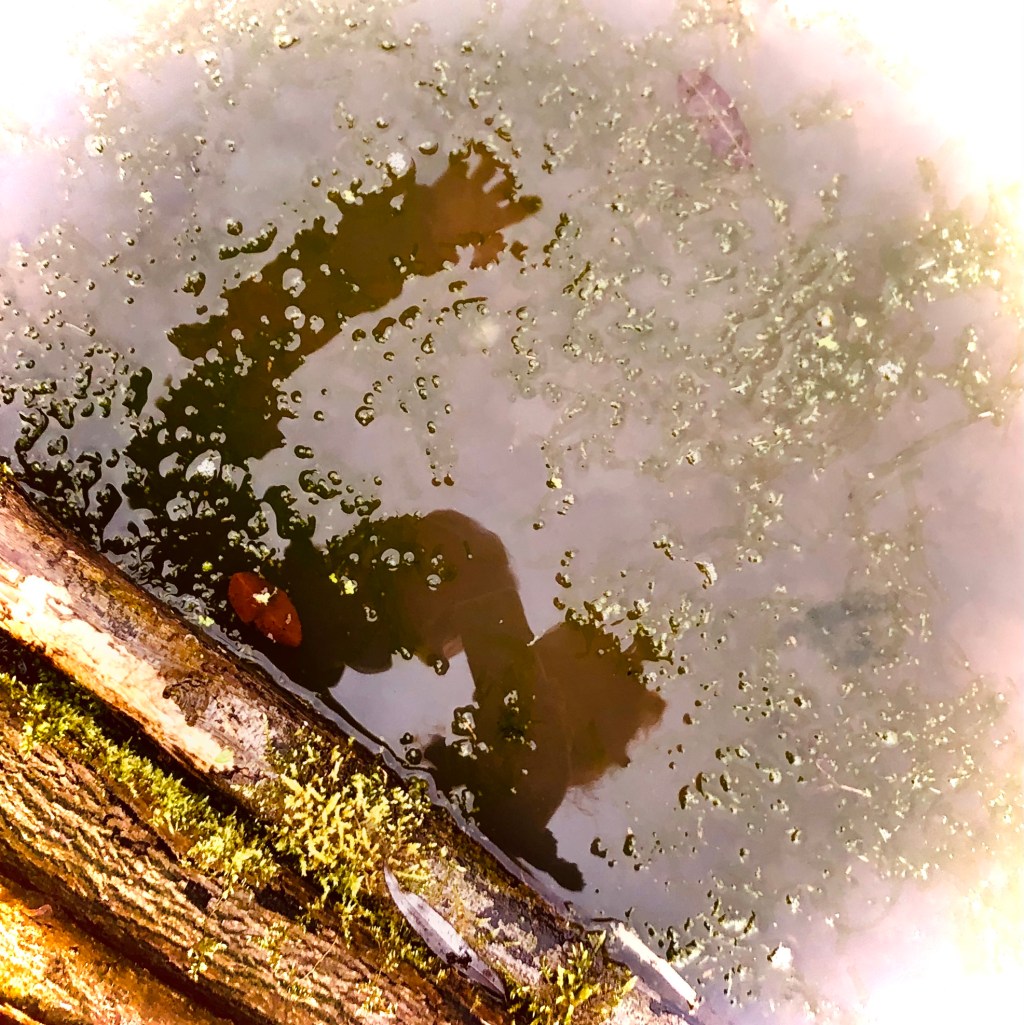 Duivelsgebroed en ander gezwam